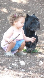 cane corso et enfant