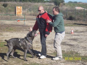 dressage cane corso