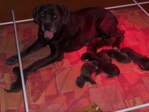 portée de cane corso 