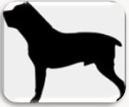 Chiot cane corso LOF femelle à vendre