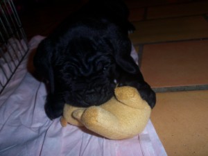 chiot cane corso joue